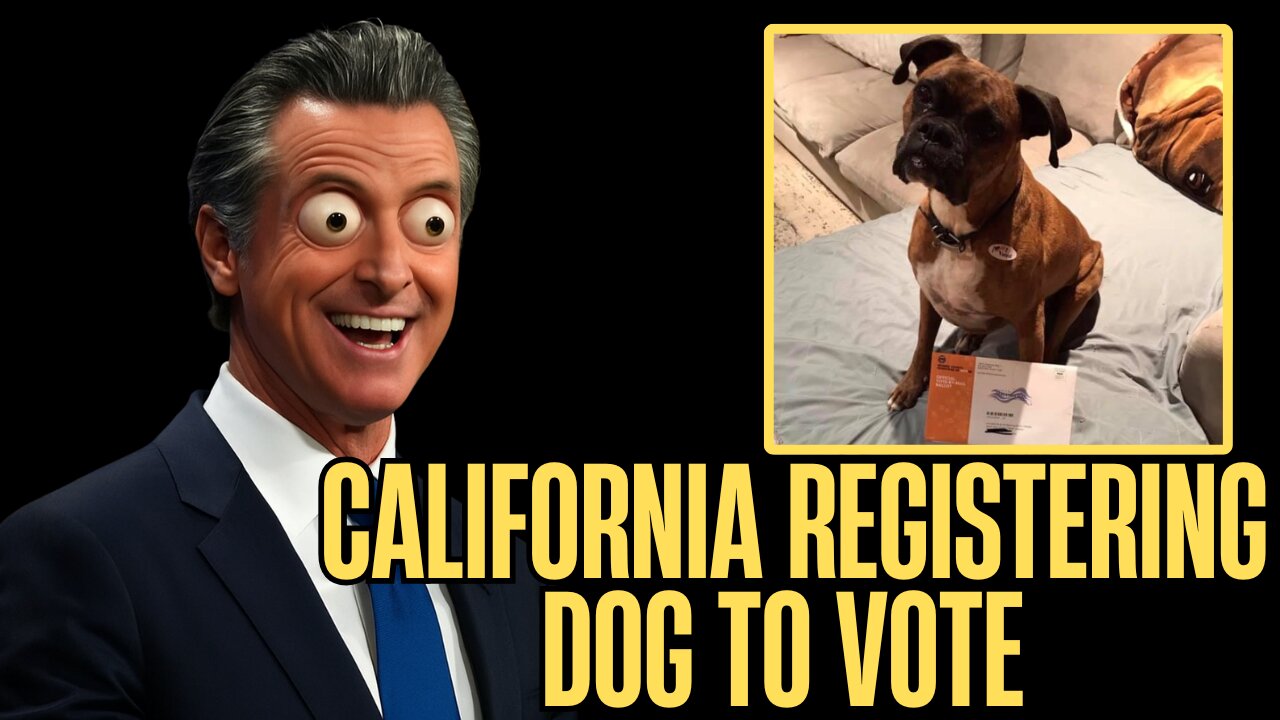 No ID, No Problem? Dog’s Vote Counted in California Election