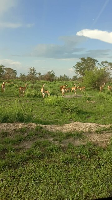 𝚃𝚑𝚎 𝚄𝚐𝚊𝚗𝚍𝚊 𝙺𝚘𝚋