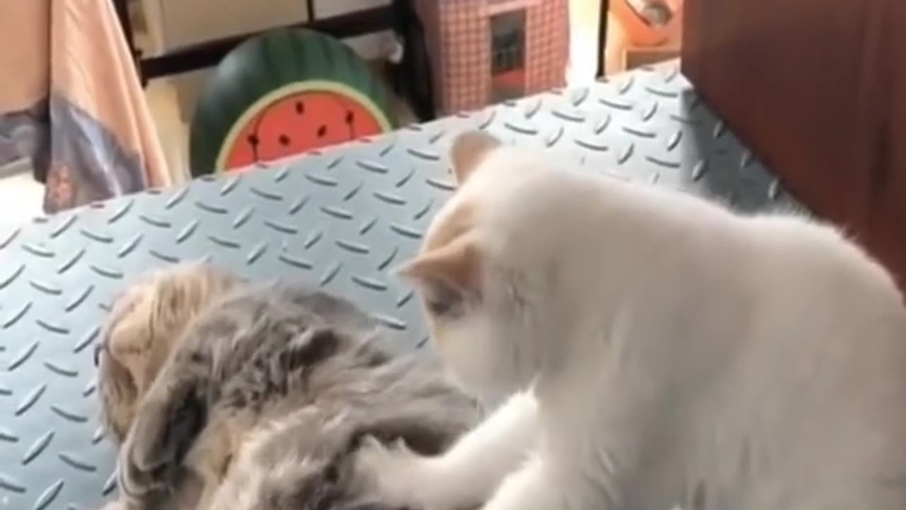 Cute Pets Funny Animal's actions