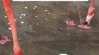 Look at this baby flamingo splashing his feet into the water. Feel happy