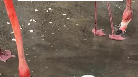 Look at this baby flamingo splashing his feet into the water. Feel happy