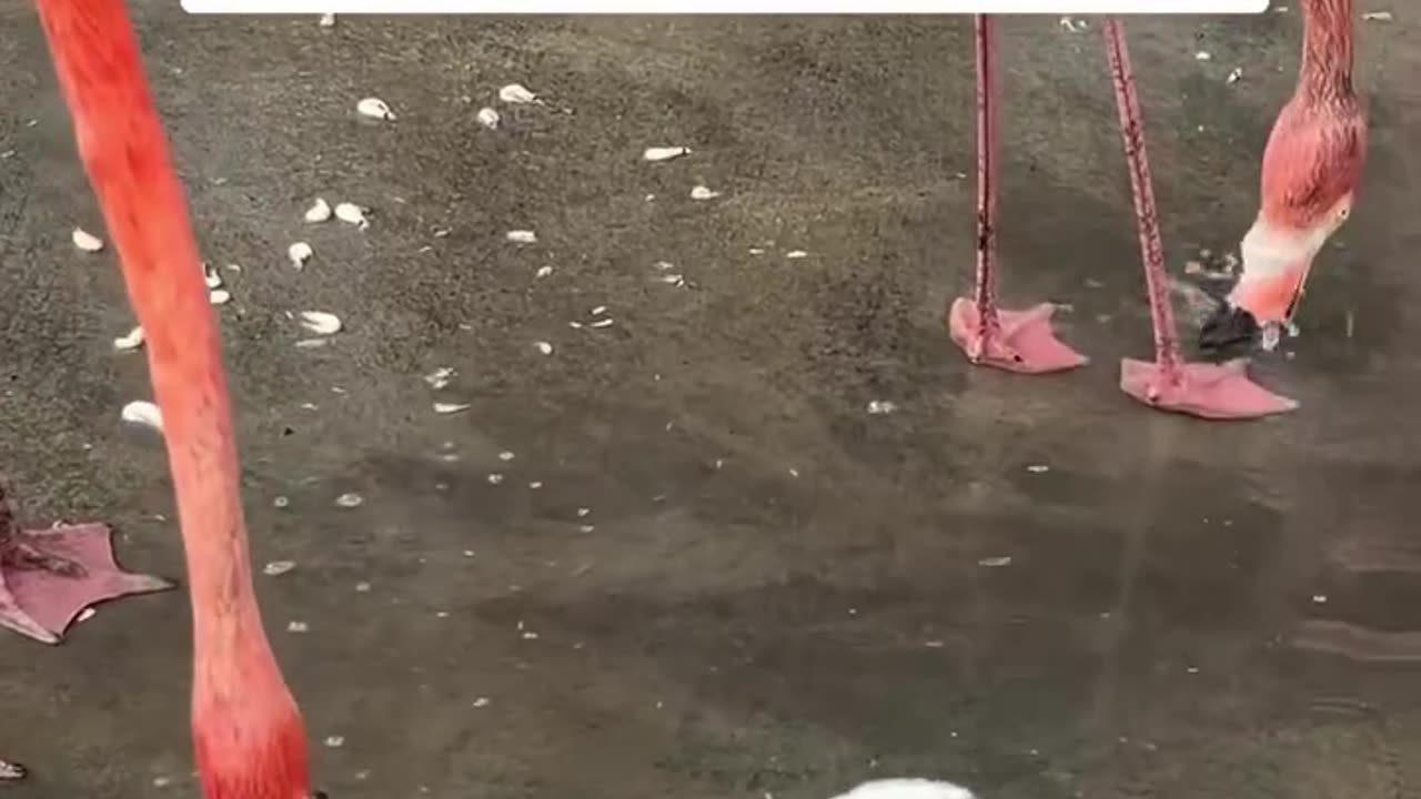 Look at this baby flamingo splashing his feet into the water. Feel happy