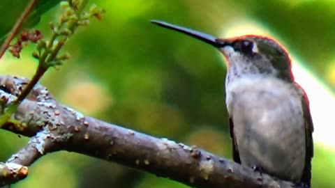 Hummingbird