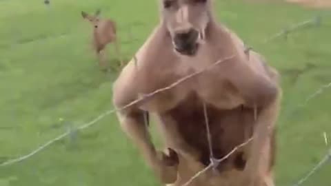 Share fun videos—this kangaroo is amazing!