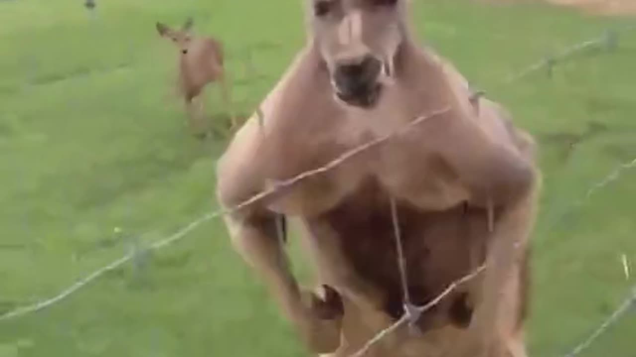 Share fun videos—this kangaroo is amazing!