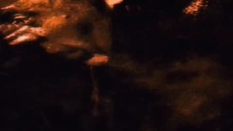 Lil Wayne - QUASIMODO (Edited) (First 1 Minute) (432 Hertz) (YouTube Shorts)