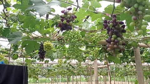 Harvesting Grapes Together | Fun Family Vineyard Day Part 2