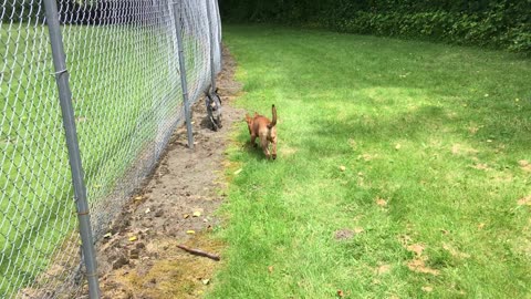 patrolling the park 9023908432
