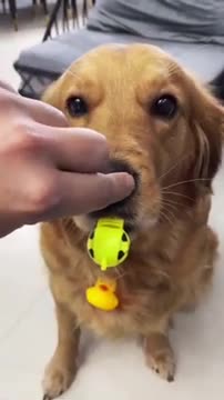 Unlikely Animal Duos Being Besties