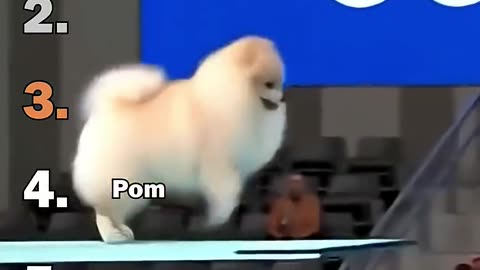 ranking funniest animals