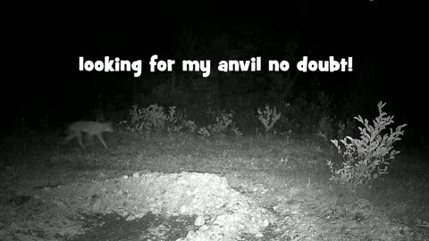 Trail cam video captures some funny stuff