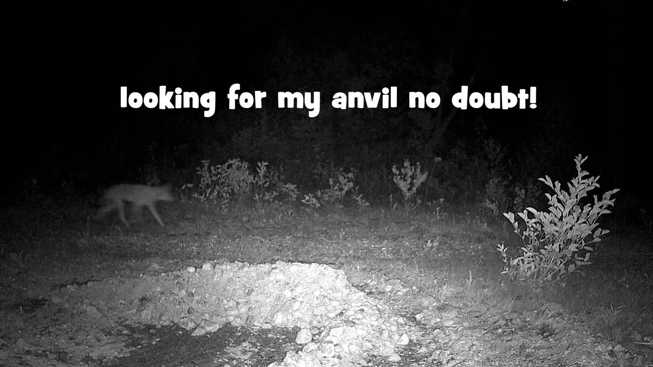 Trail cam video captures some funny stuff