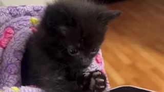 come here fishy