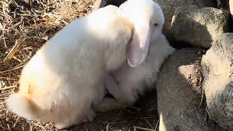 du tror inte hur söt denna kanin är