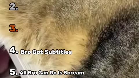 Top5 funny videos of cats 🐈