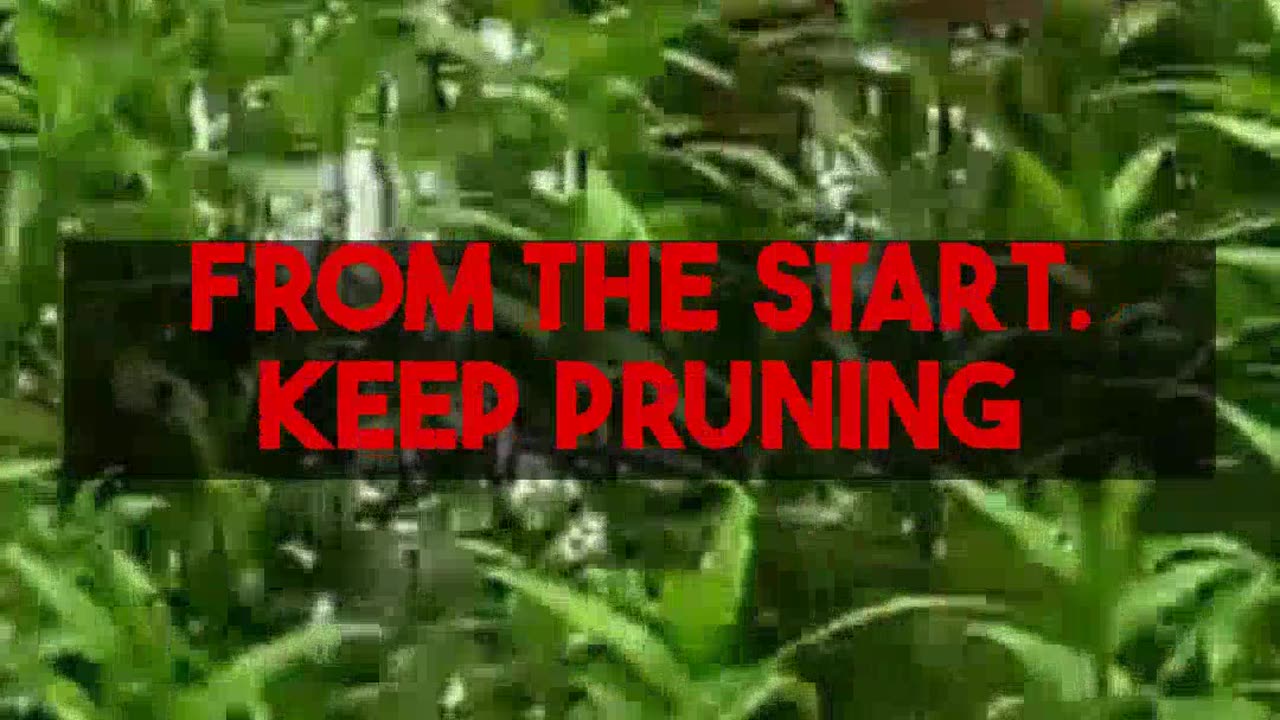 Expert Pruning Methods For Maximum Basil Growth