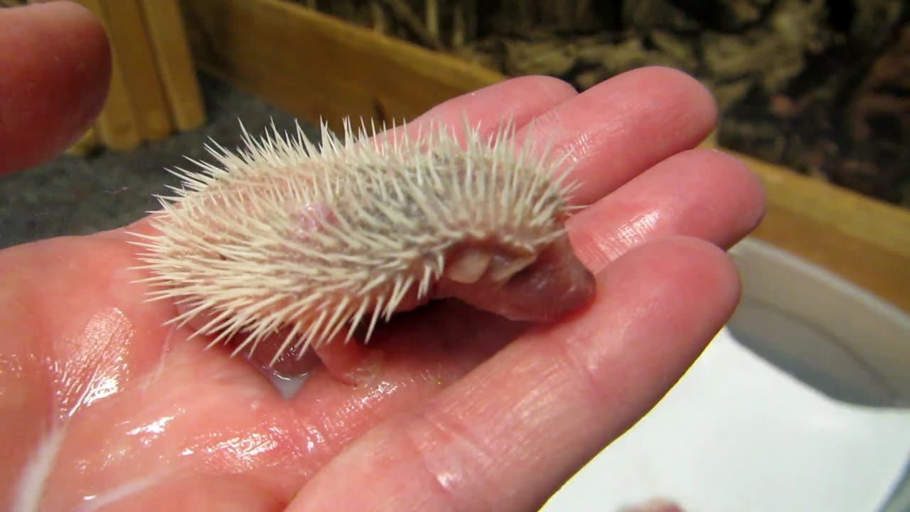 Baby Hedgehog Eats