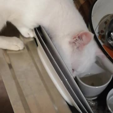 The cat is cleaning the dishes