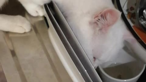 The cat is cleaning the dishes