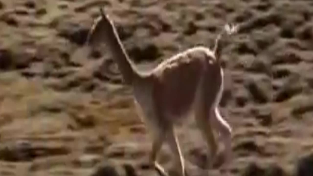 vicuña