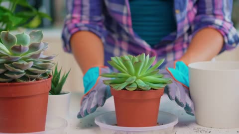 Why Are Succulents Popular for Home Décor