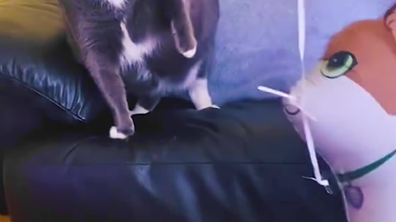 "Adorable Pets Doing the Cutest Things! πΎπ | Try Not to Smile!"
