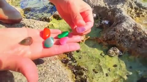 Low Tide Lobsters