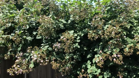 Berry Bush Training Results in MASSIVE Yields!