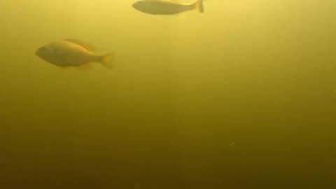 Curious Fisherman Drops Camera to see fish he can't catch