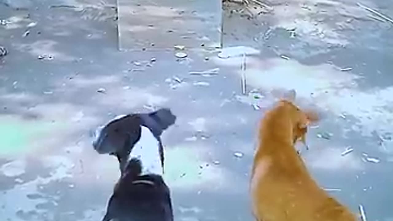 Dog 🐕 mirror prank