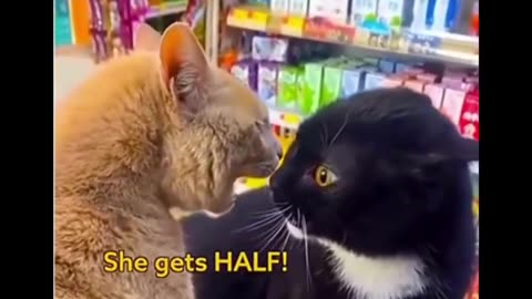 Funny Video
