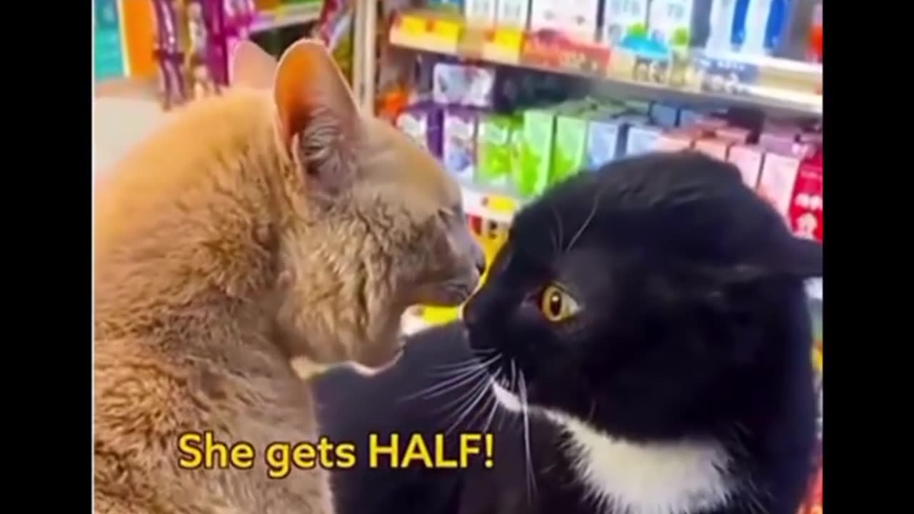 Funny Video
