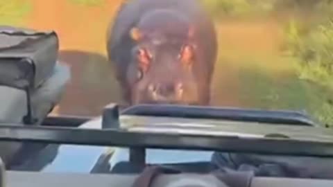Hippo 😆😂 Ahahaha so funny!