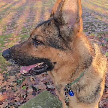 Brushing my german shepherd.