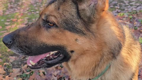 Brushing my german shepherd.