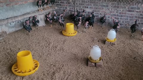 Fighting cocks in the coop, of my family_003_ Date 09.12