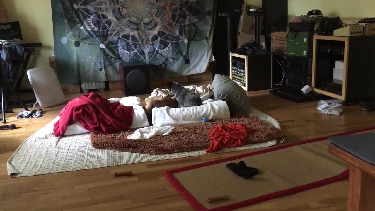 pup combat 10