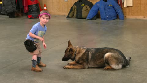Protection Dogs & Toddlers
