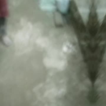 Running of dogs and cats