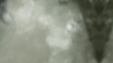 Running of dogs and cats
