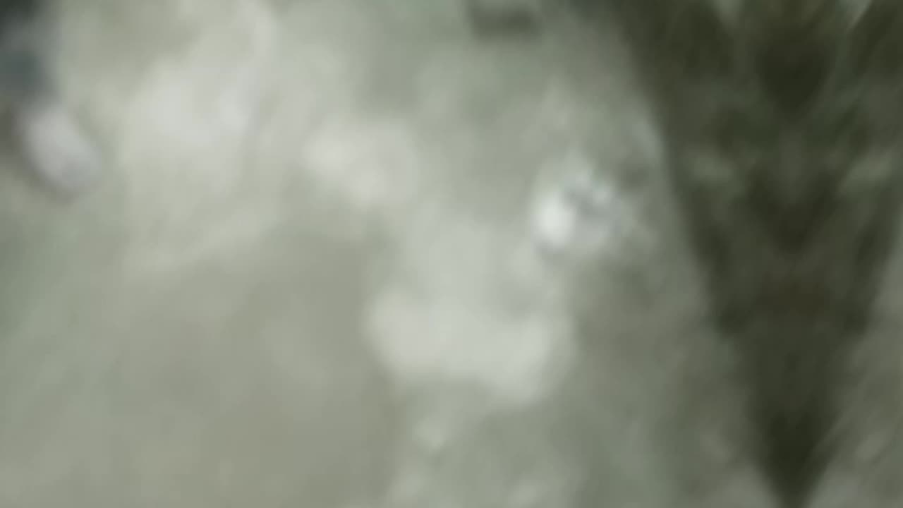 Running of dogs and cats