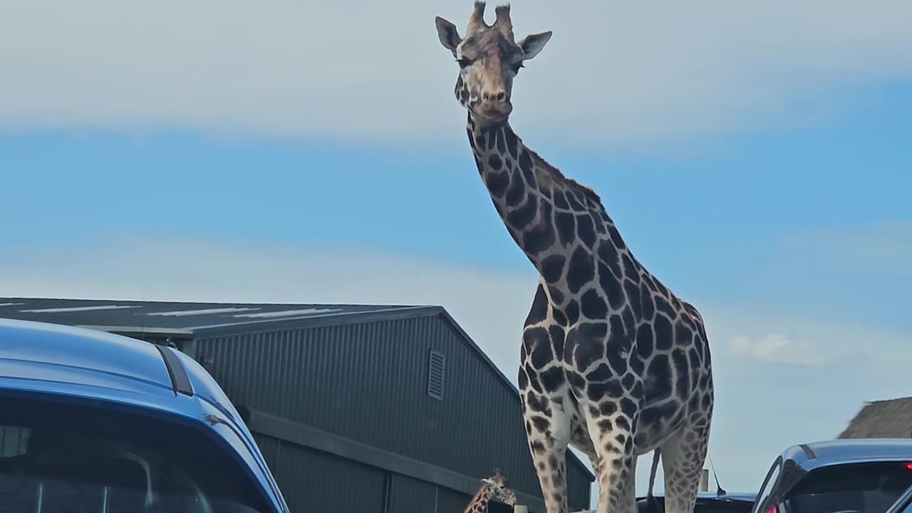 A giraffe standing in front of a car