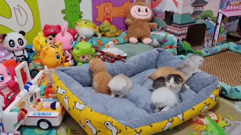 How many more will need to be saved? These kittens were lucky. 🐾❤️