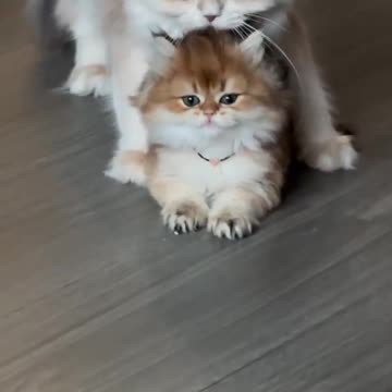 the most adorable video you’ll see today 😻
