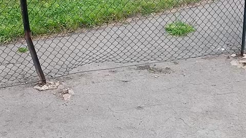Cops at a barbed wire fence in giant cemetery checking on an alleged psychotic rough sleeper