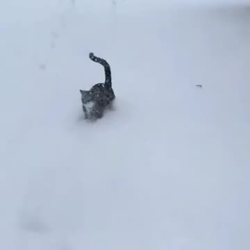 “Winter Kittyness: Pure Happiness in Every Purr ❄️🐾”