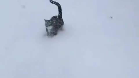 “Winter Kittyness: Pure Happiness in Every Purr ❄️🐾”