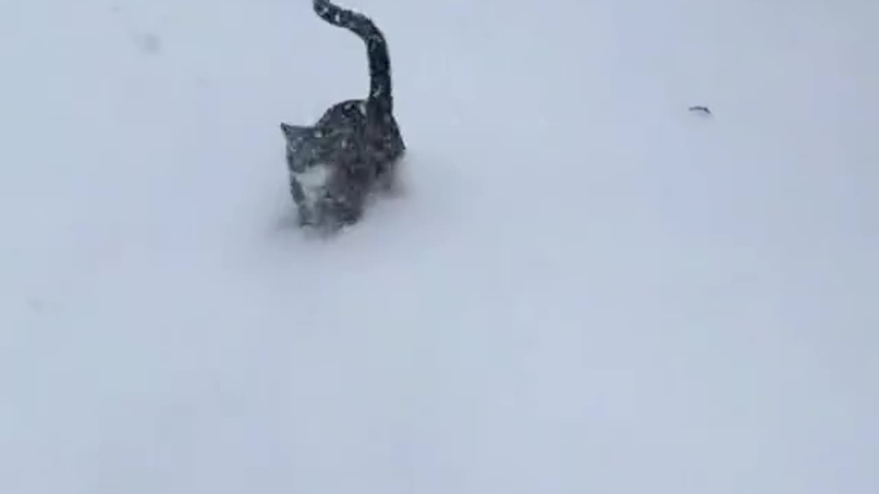 “Winter Kittyness: Pure Happiness in Every Purr ❄️🐾”