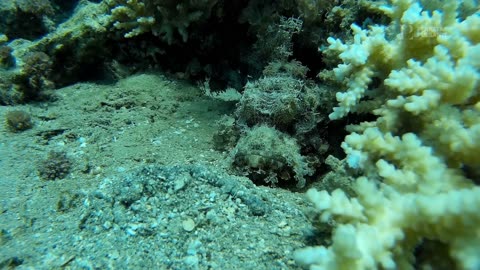 PACIFIC OCEAN Kingdom of the Brutal Predators Complete Documentary