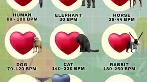 Animal heartbeat comparison